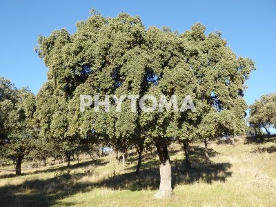 Phytophthora cinnamomi Rands